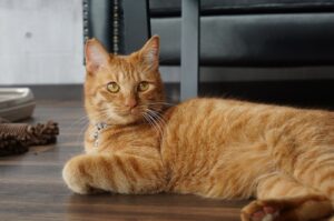 千代丸君は近くまで来ますが触ろうとすると逃げます。そこが猫！