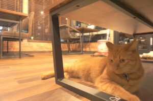 千代丸は光が出る猫ビームで遊ぶのが大好きです。赤い光を追いまわしてます。