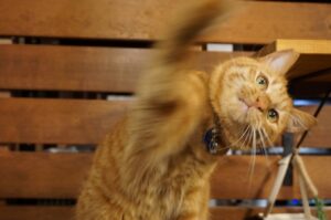 千代丸の渾身の猫パンチ！