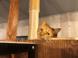 千代丸がお気に入りのハンモックから覗いてくるんです。かわいいやつだ。