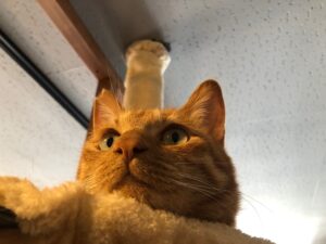 なんかトトロみたい。どっちかというと猫バスだと思うけど。