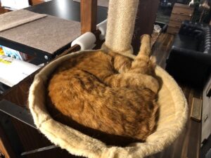 お顔隠して寝てる千代丸です。かわいい（＊＾－＾＊）