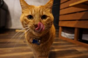 チュール食べた後にペロペロ♪