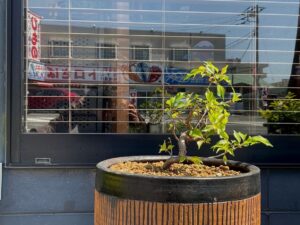 当店の桜、名前をさくらのももこちゃんといいます。まだ小さいですが来年はキレイに咲き誇る予定です。