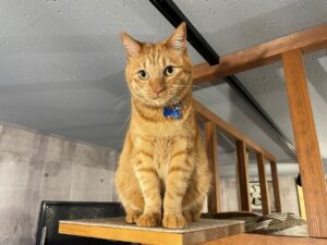 千代丸君は高いところが大好きです。