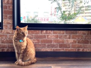 千代丸です。かわいい（＾＾♪